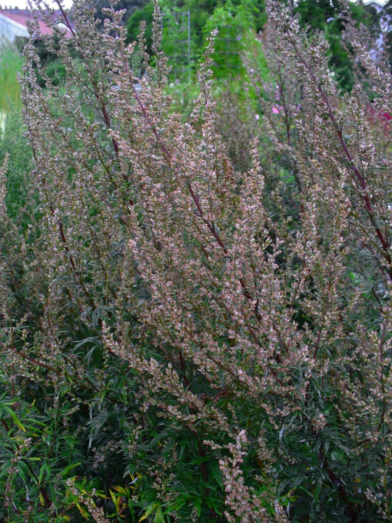Mugwort (Artemisia vulgaris)