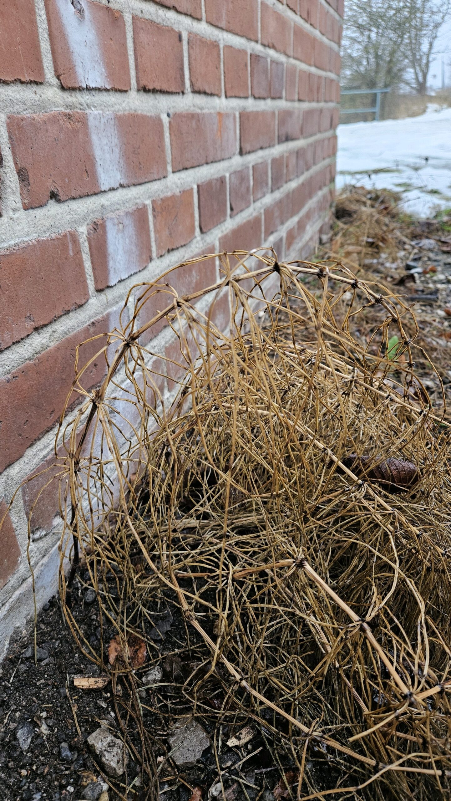 Field Horsetail