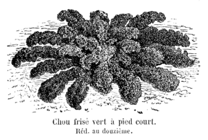 Kale