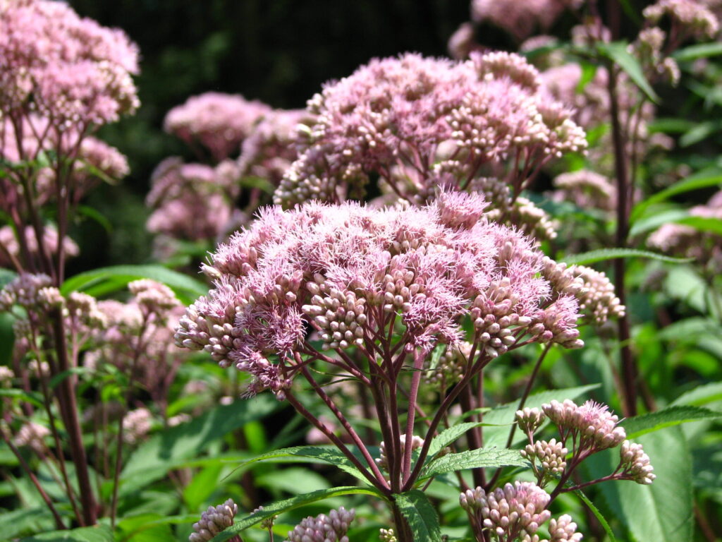 Spotted Joe-Pye Weed (Eutrochium maculatum)