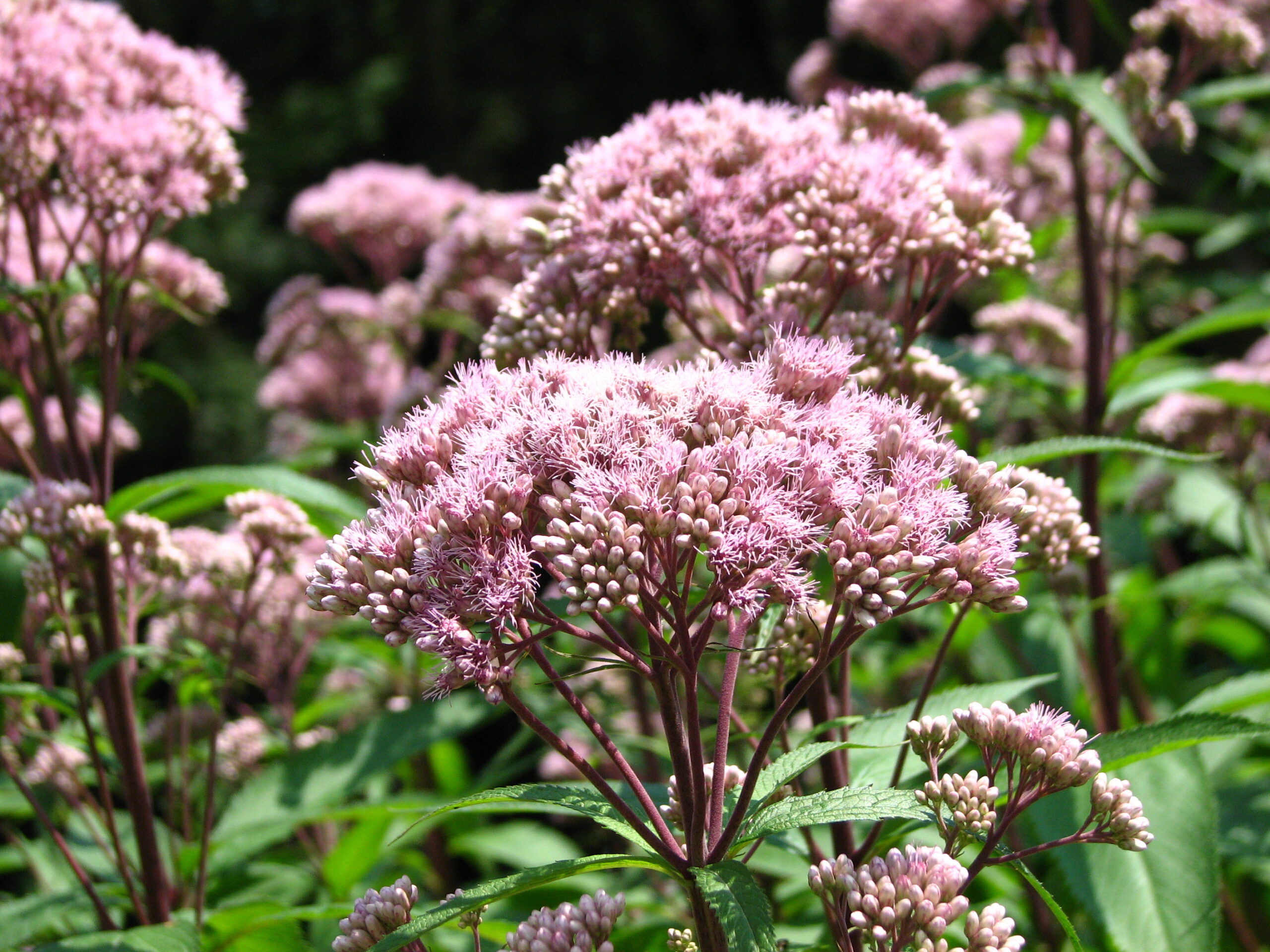 Spotted Joe-Pye Weed