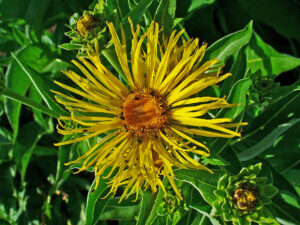 Elecampane