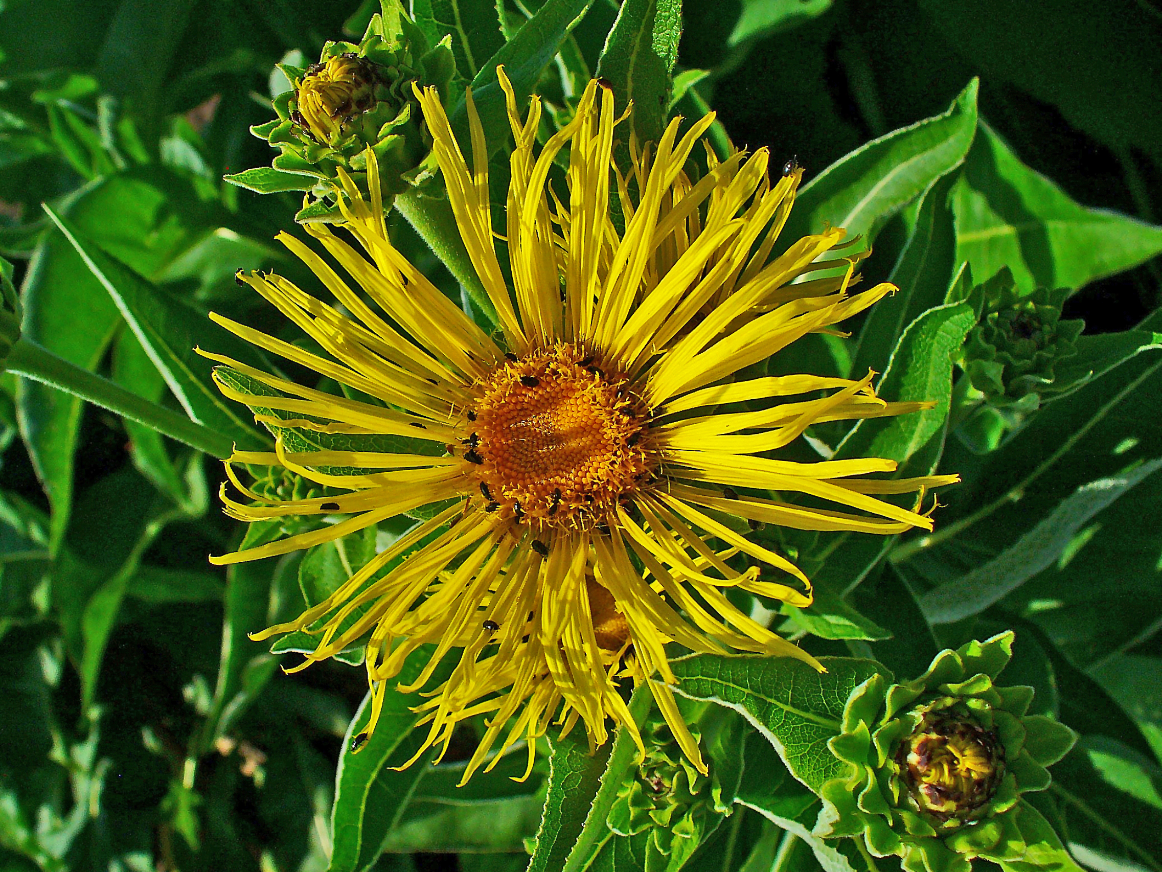Elecampane
