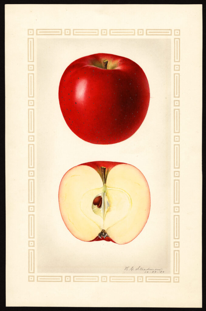 Baldwin apple variety, USDA Pomological Watercolor Collection, National Agricultural Library