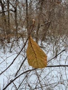 Alder Buckthorn