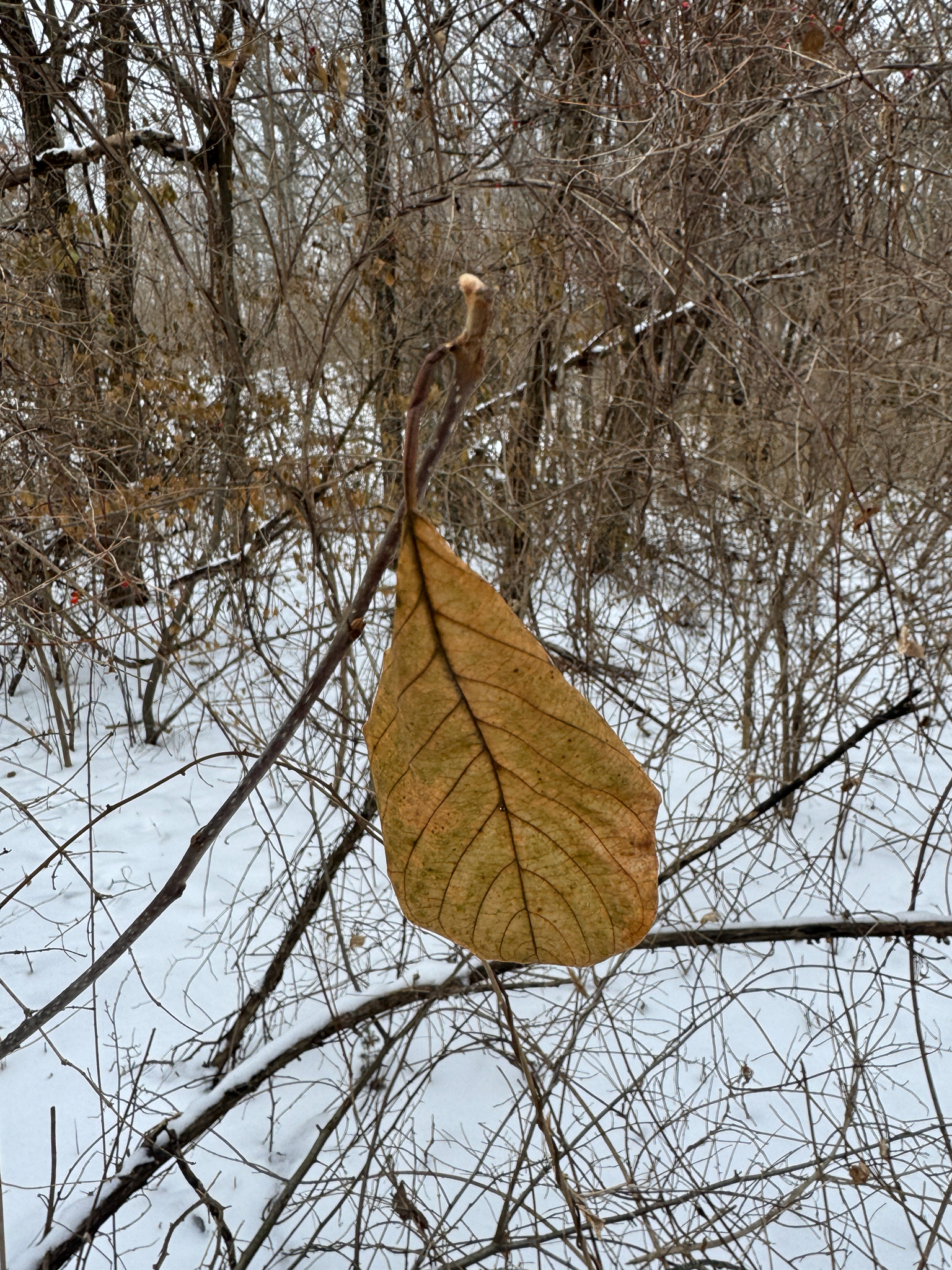 Alder Buckthorn