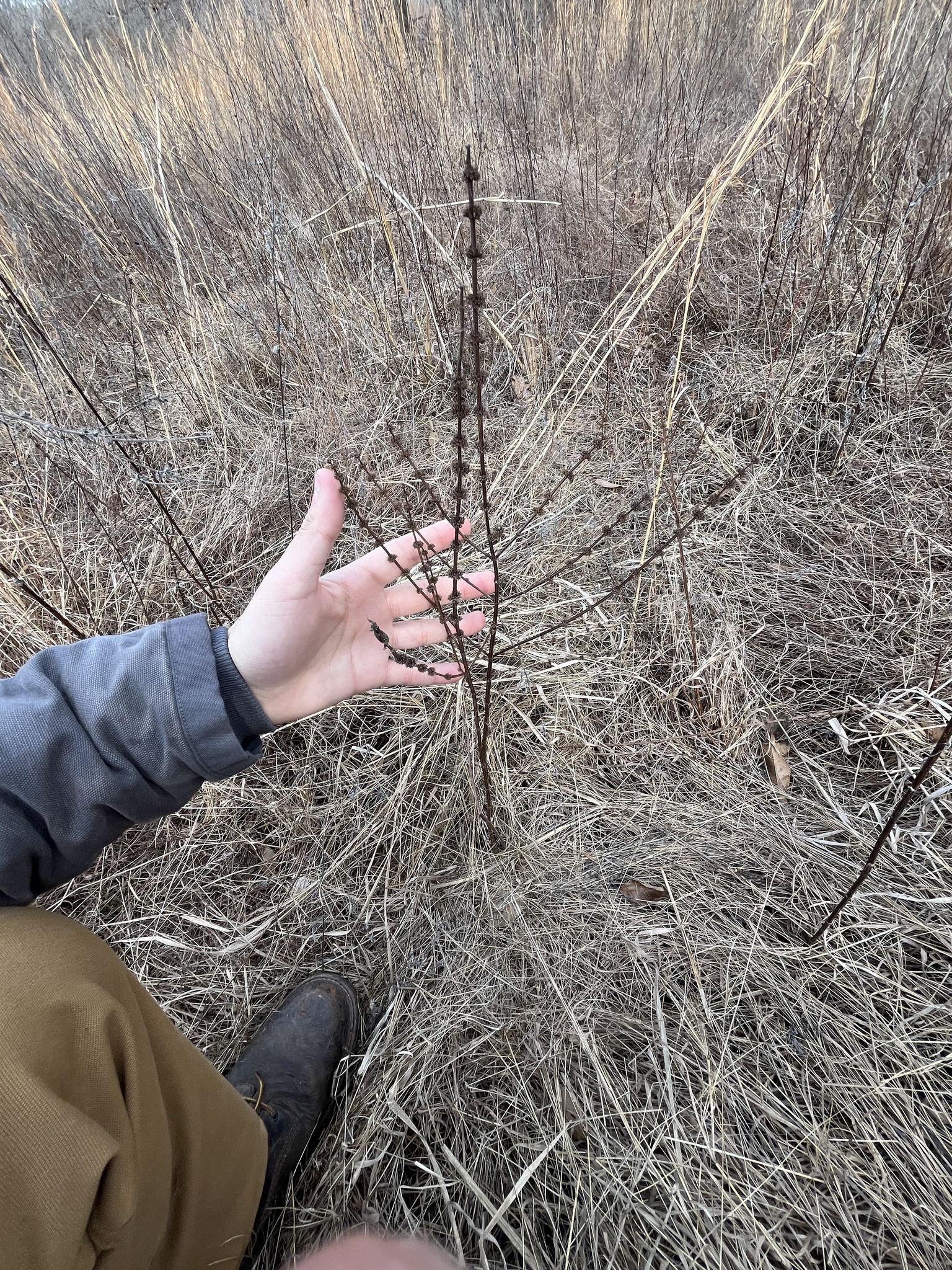 American Bugleweed