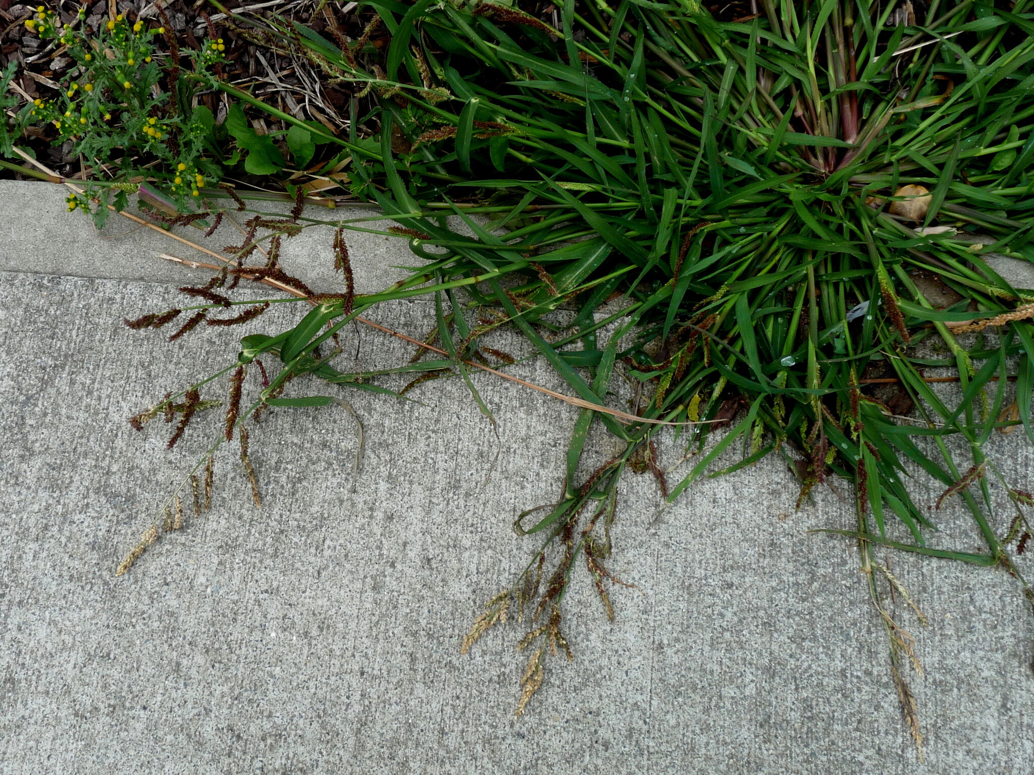 Barnyardgrass