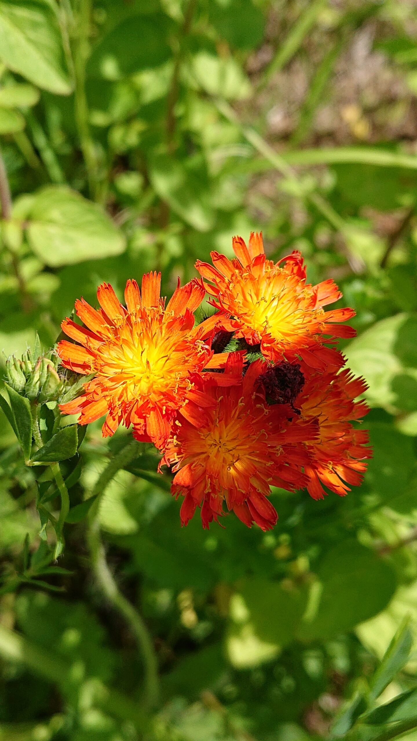Orange Hawkweed