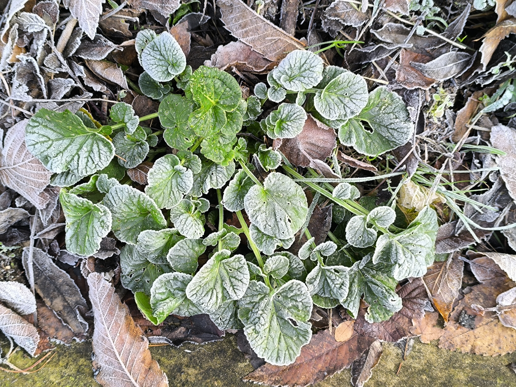 Annual Fleabane