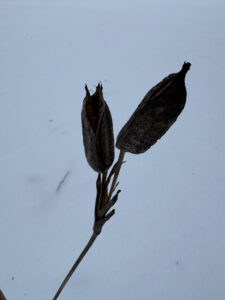 Silky Dogwood