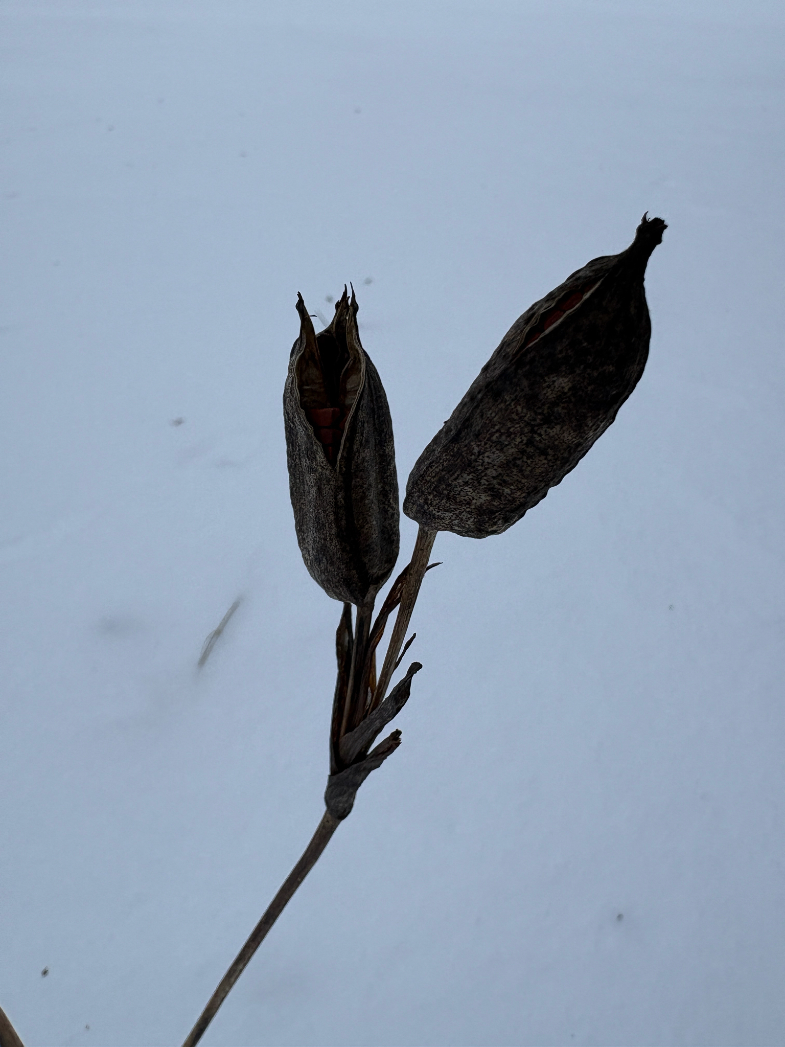 Silky Dogwood