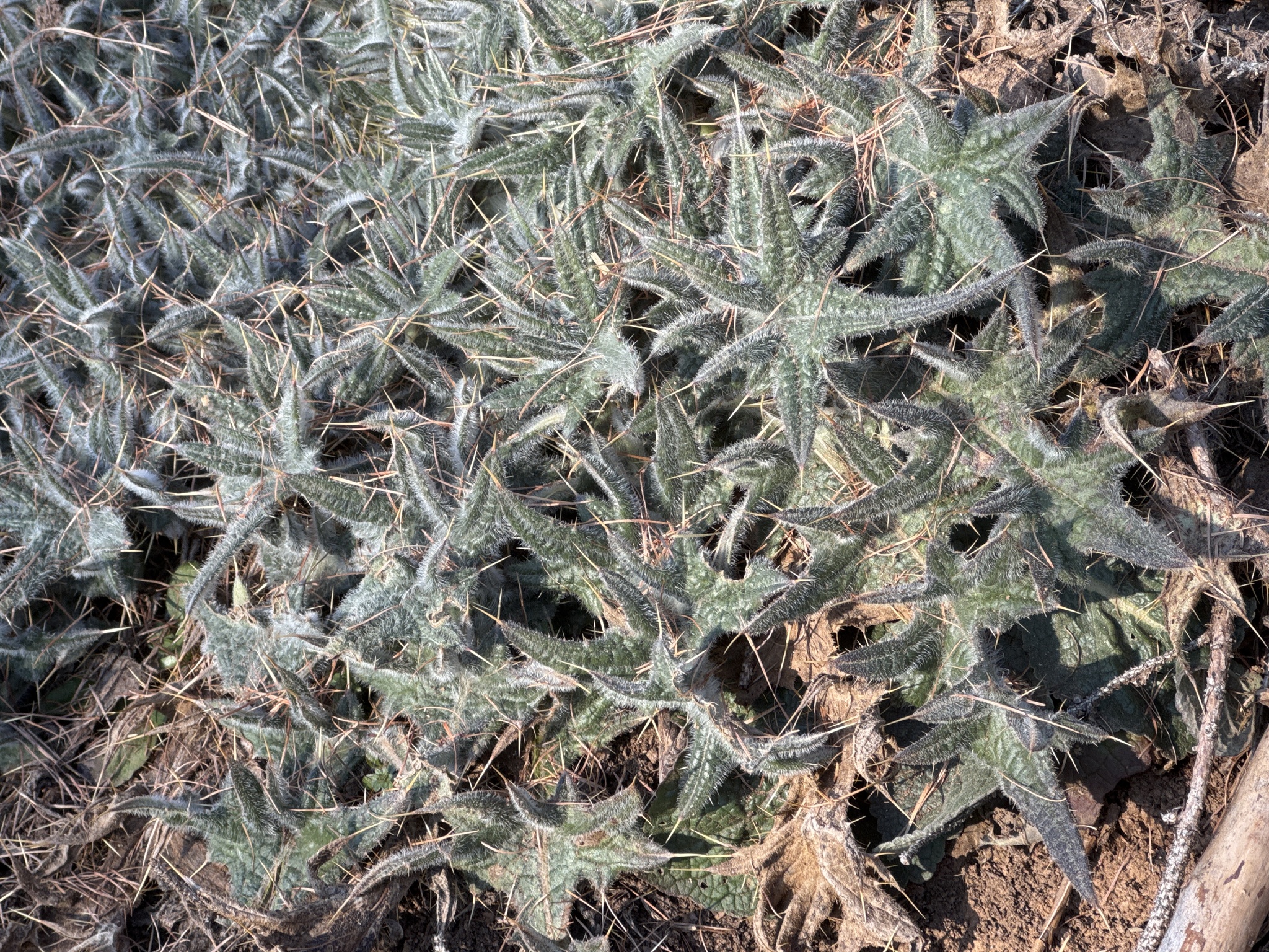 Bull Thistle