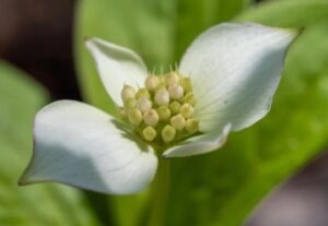 Red Baneberry