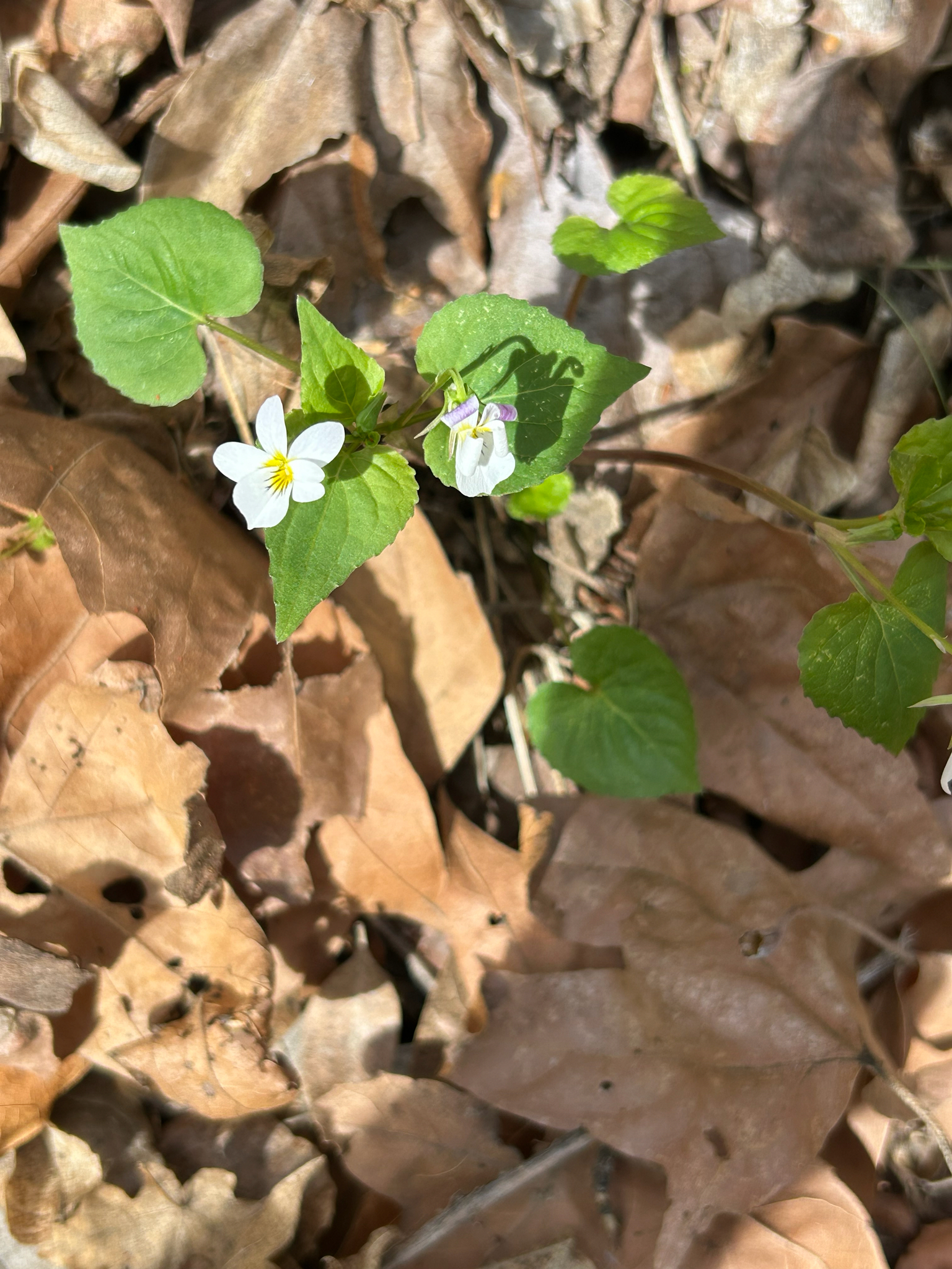 Spreading Dogbane