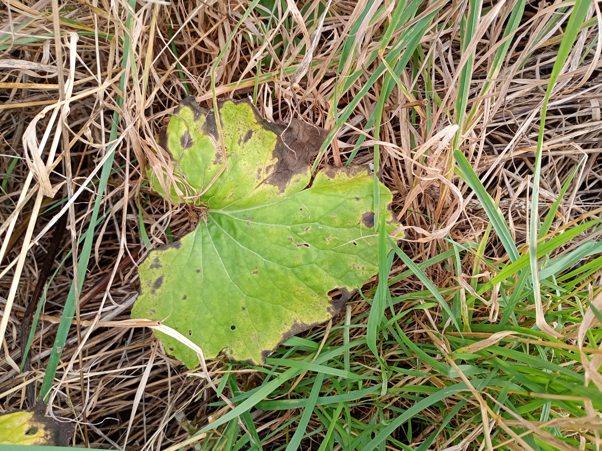 Colt’s-foot