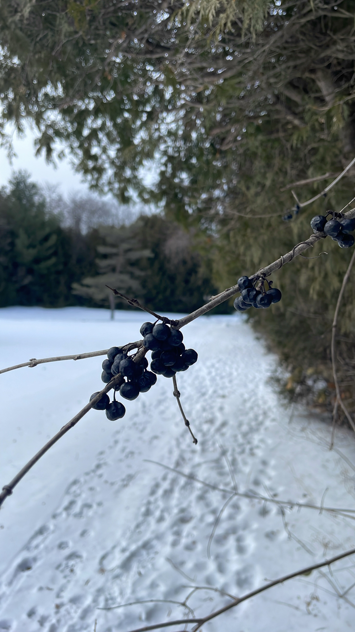 Common Buckthorn