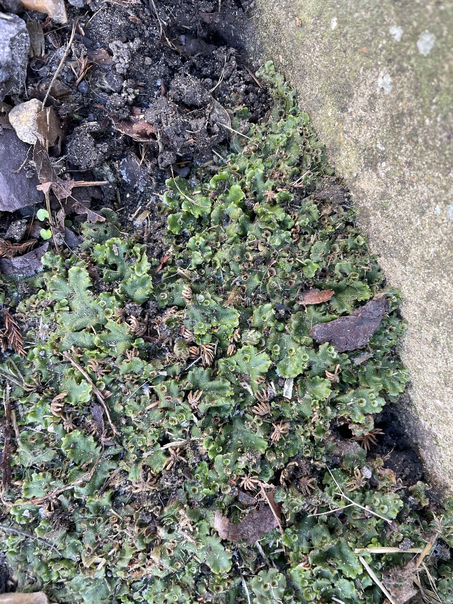 Common Liverwort
