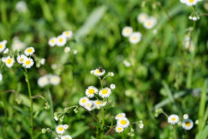 Daisy Fleabane