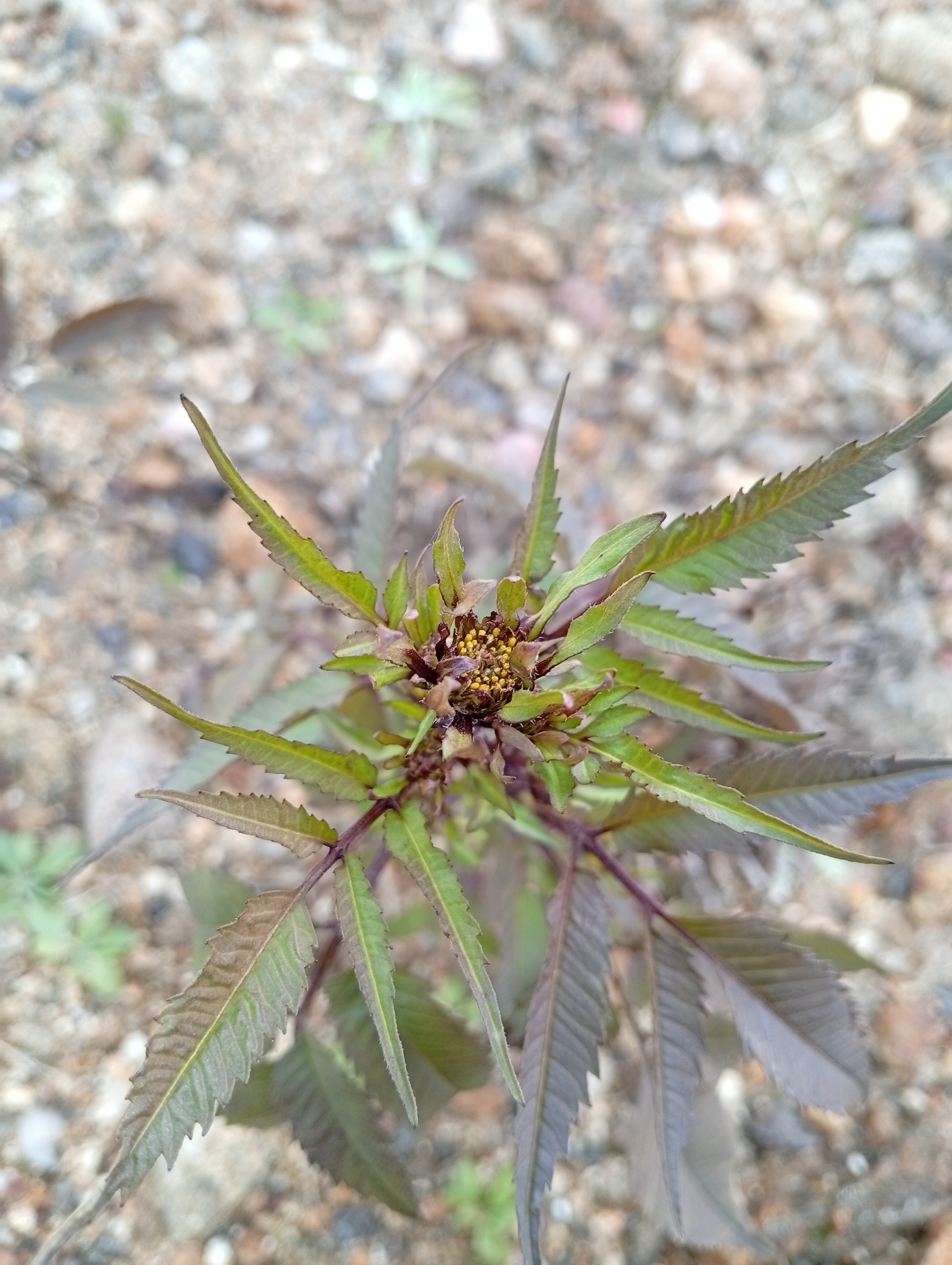 Devil’s Beggarticks