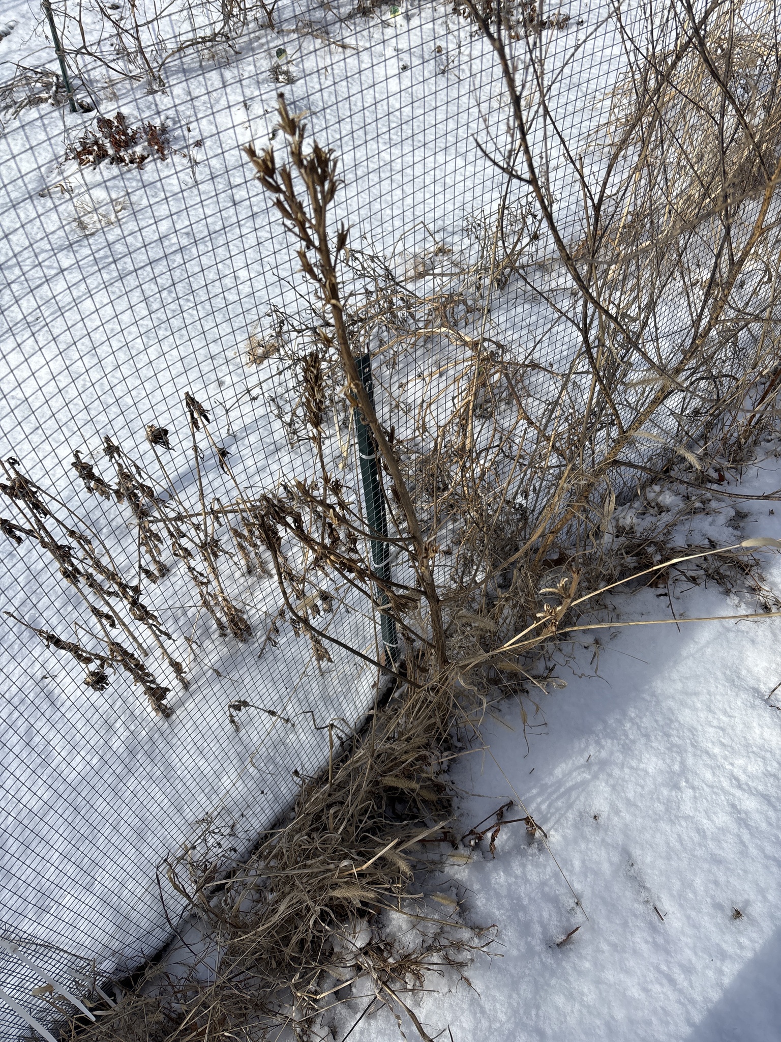 Heath Speedwell