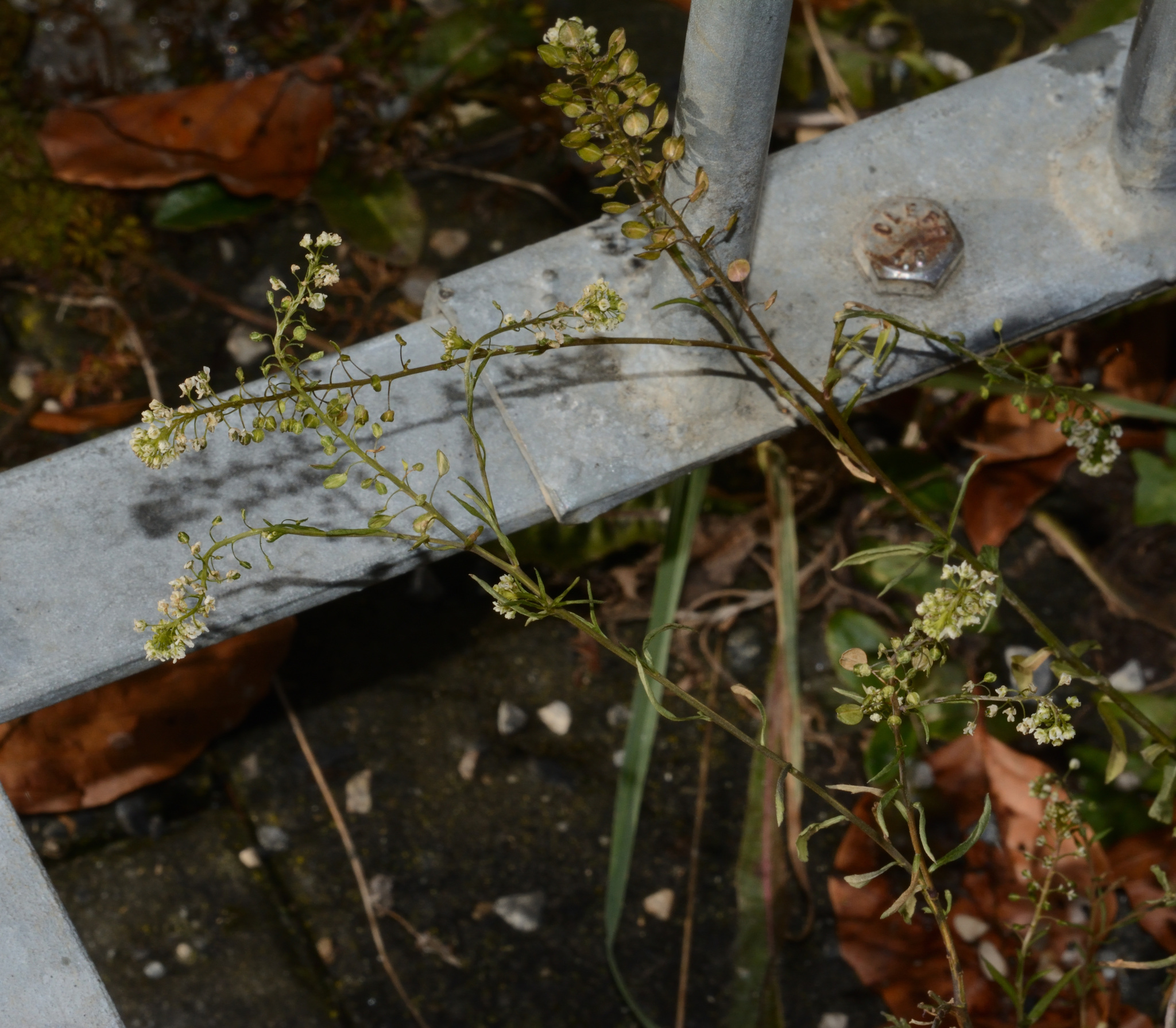 Field Penny-cress