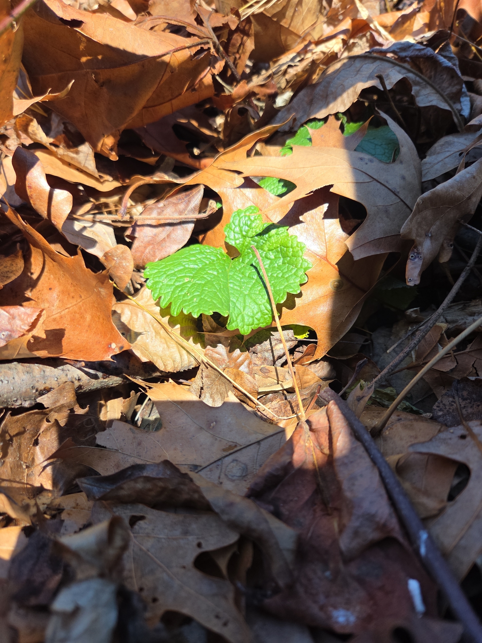 Wood Anemone