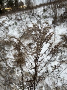 Early Goldenrod