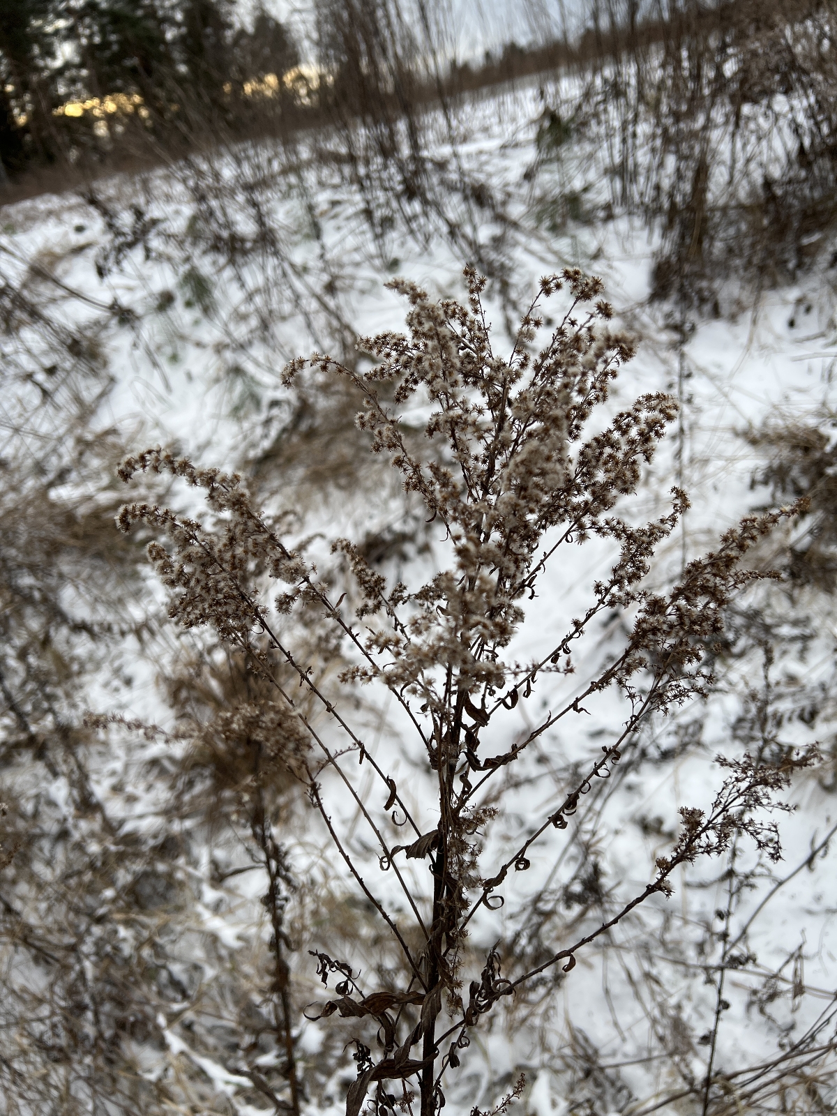 Early Goldenrod