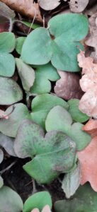 Round-lobed Hepatica