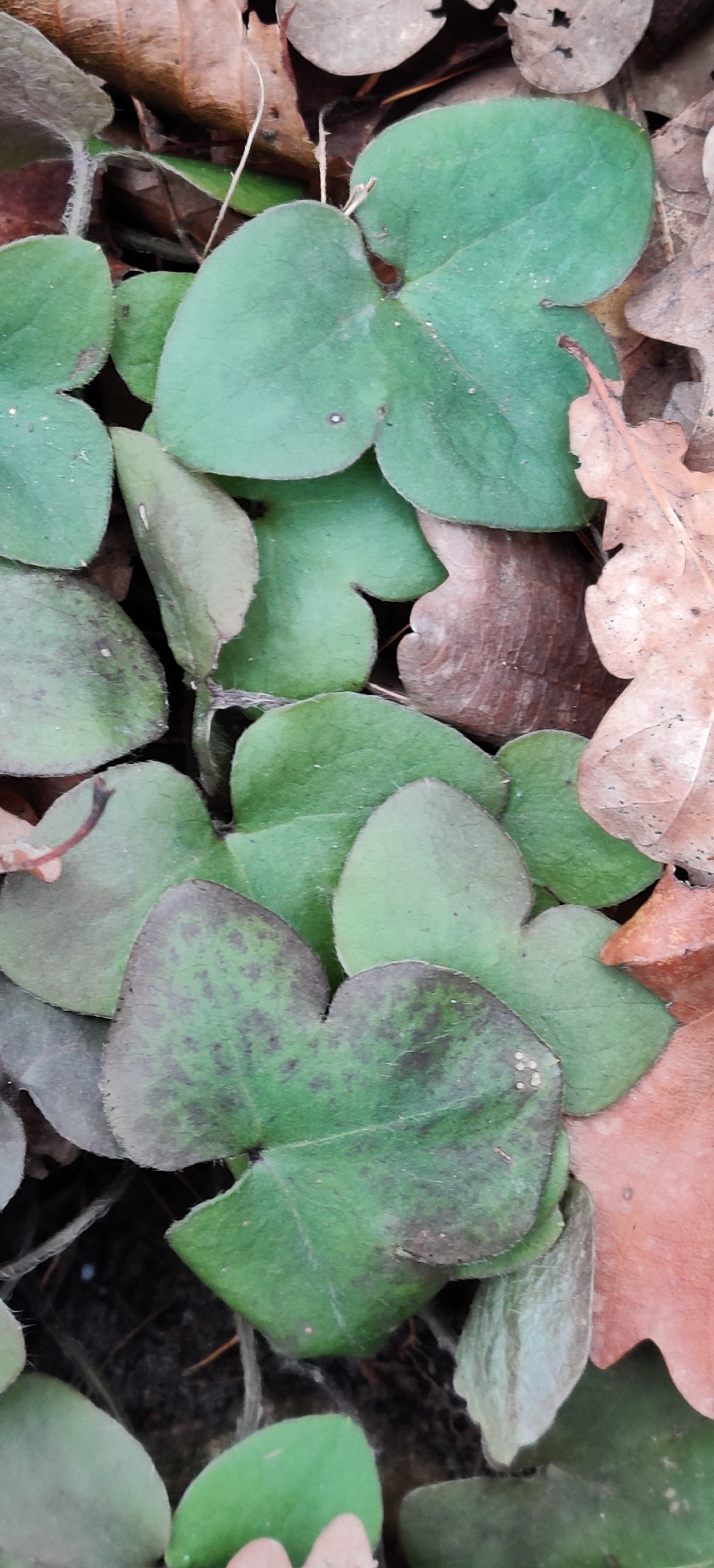Round-lobed Hepatica