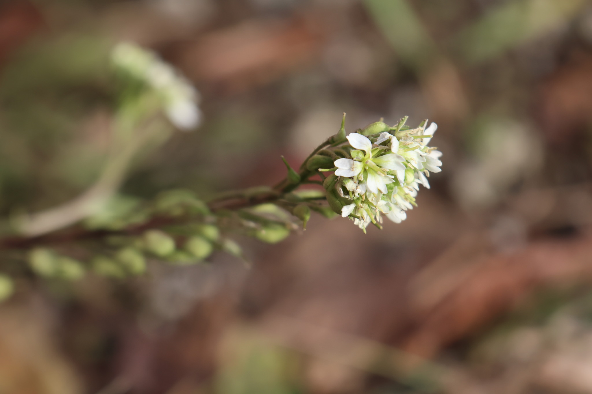 Hoary Alyssum