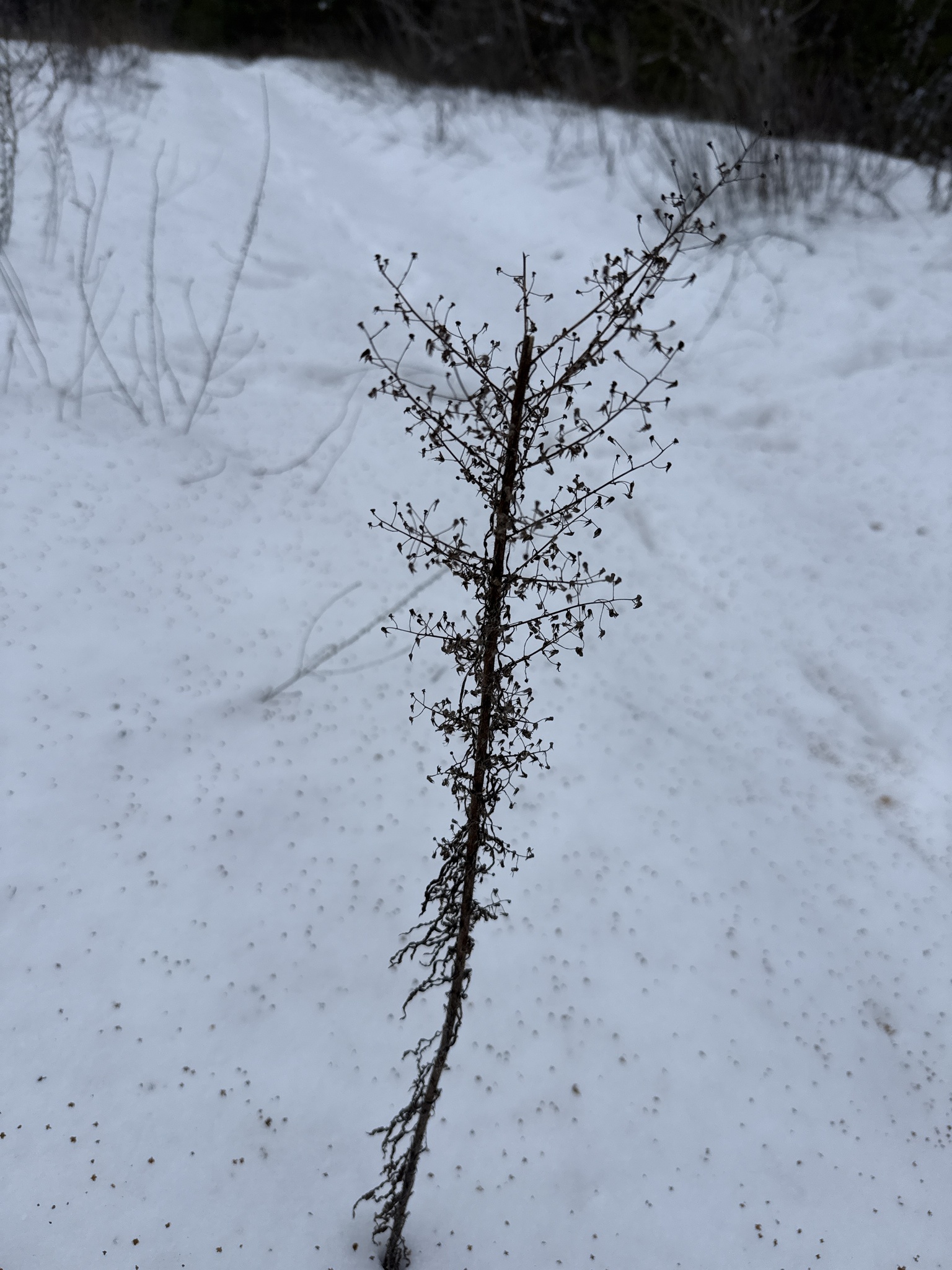 Horseweed