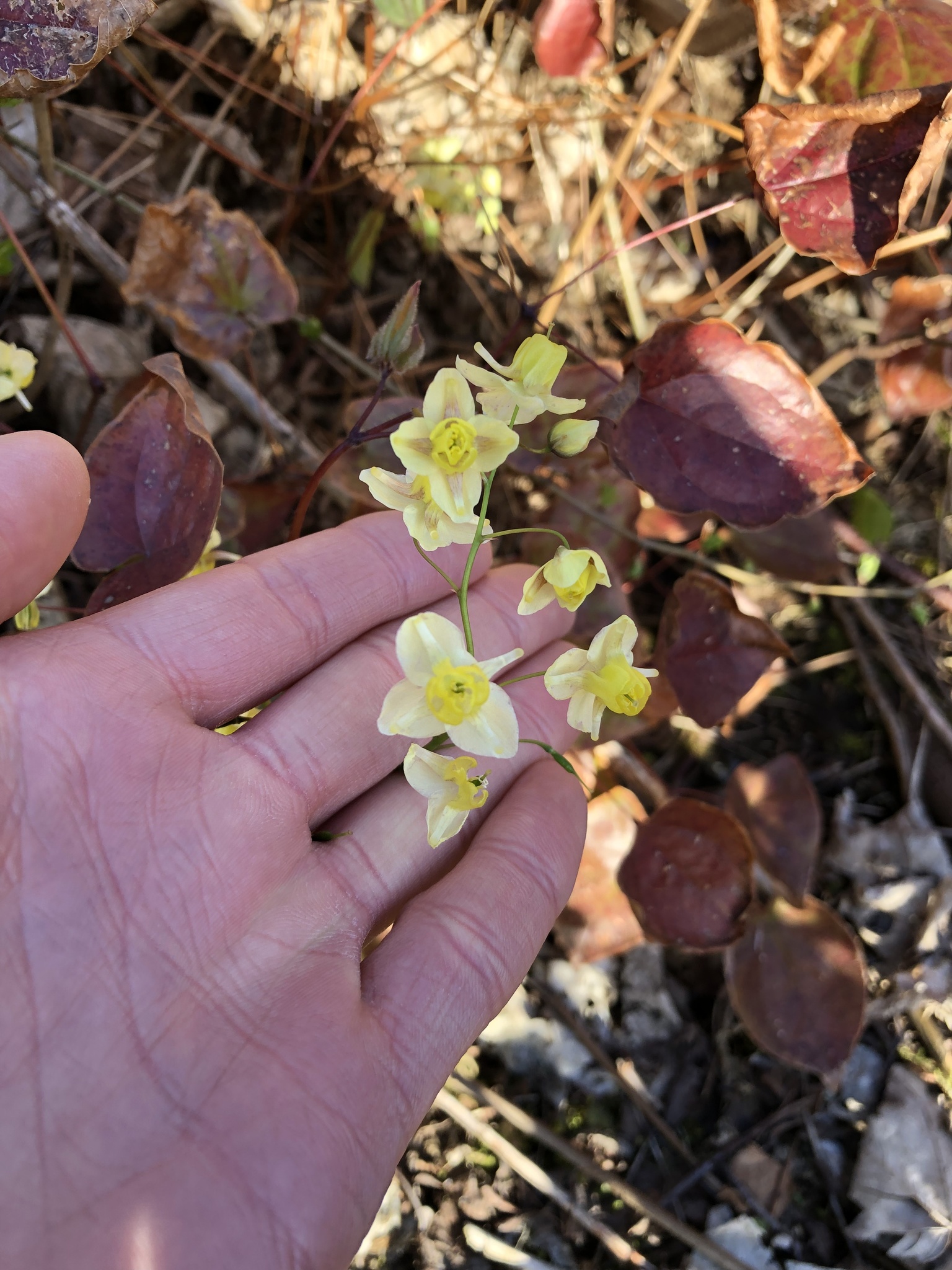 Hybrid Barrenwort