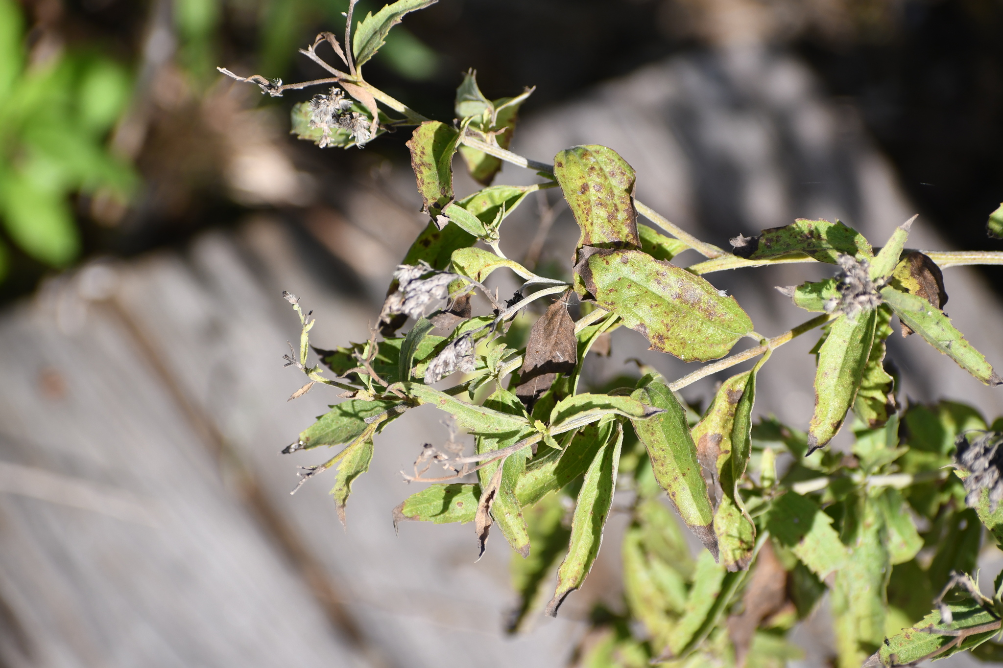 Broadleaf Enchanter’s Nightshade
