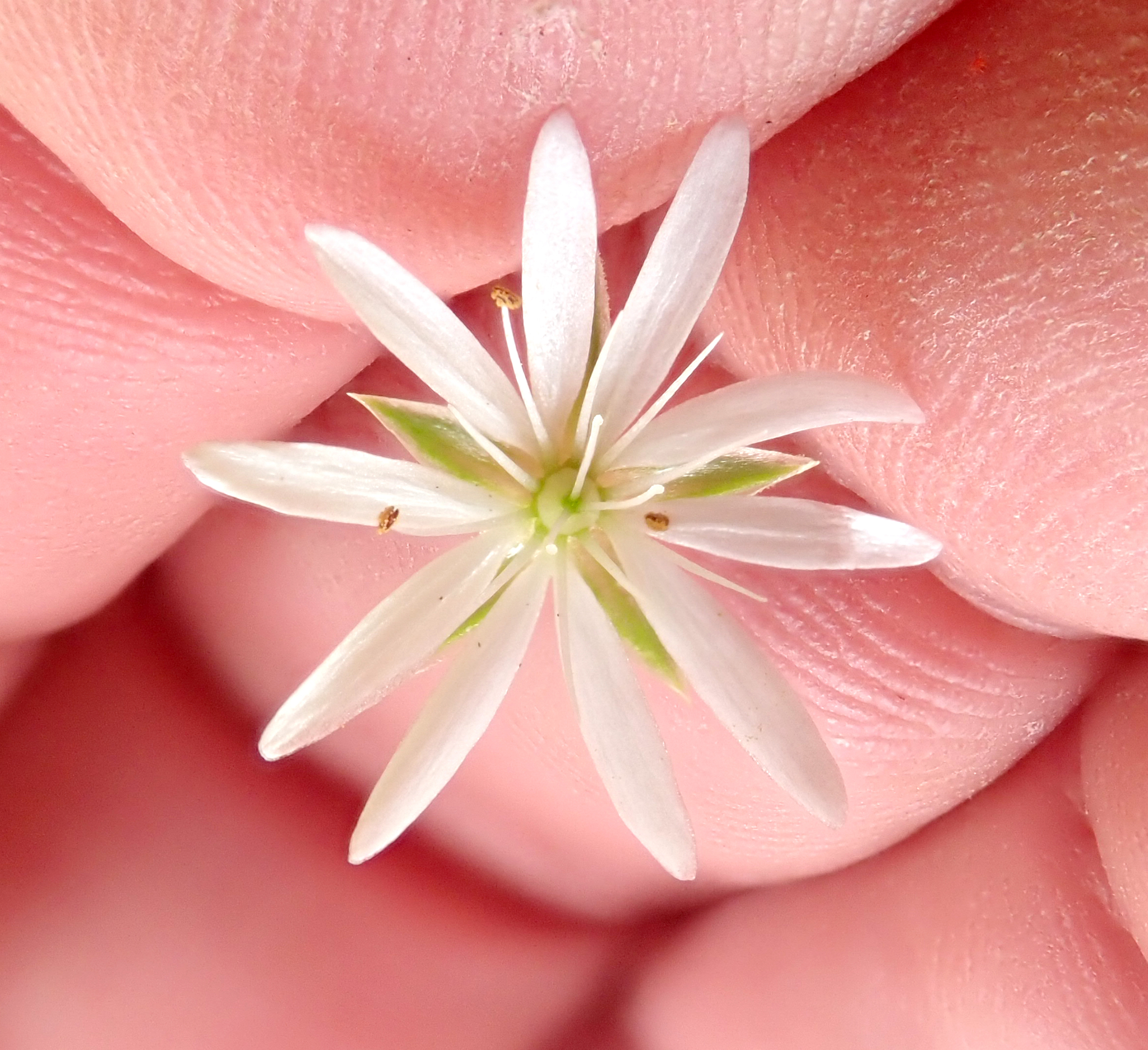 Lesser Stitchwort