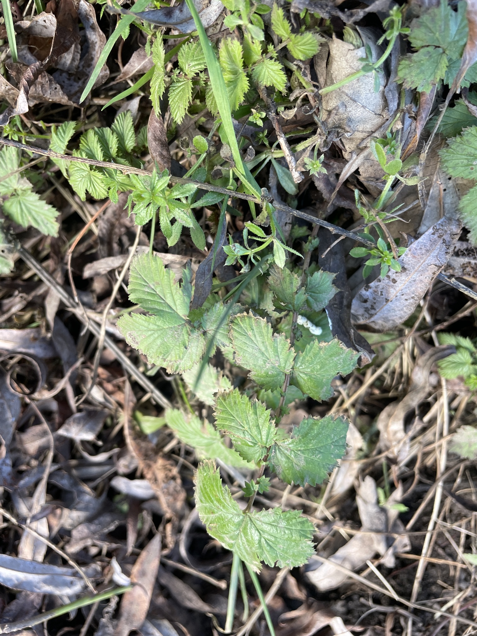 White Meadowsweet