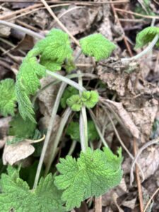 Creeping Foamflower