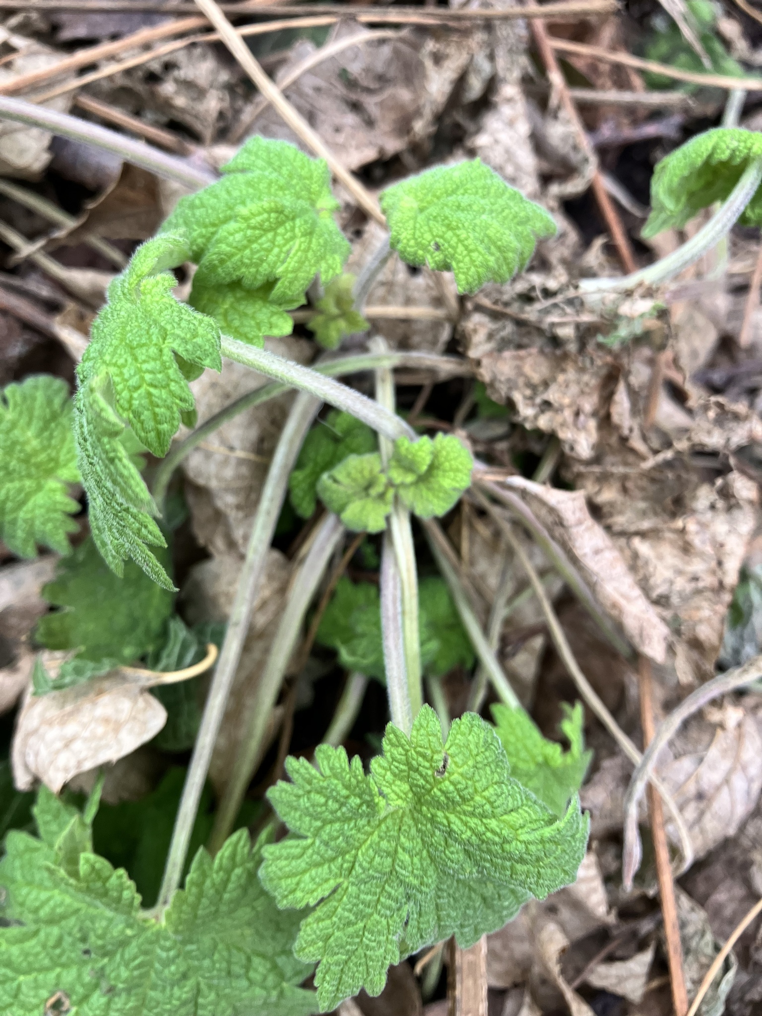 Creeping Foamflower