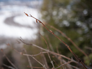 Bitter Wintercress