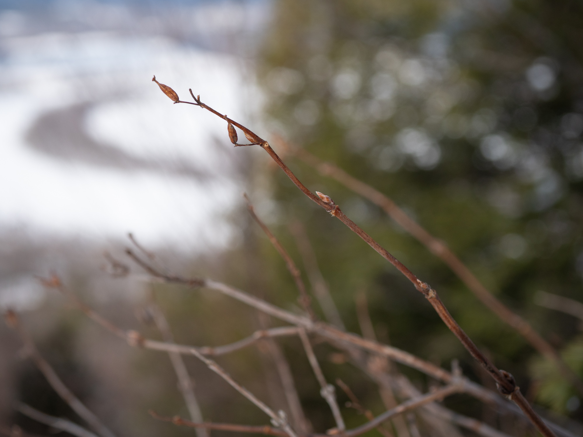 Bitter Wintercress