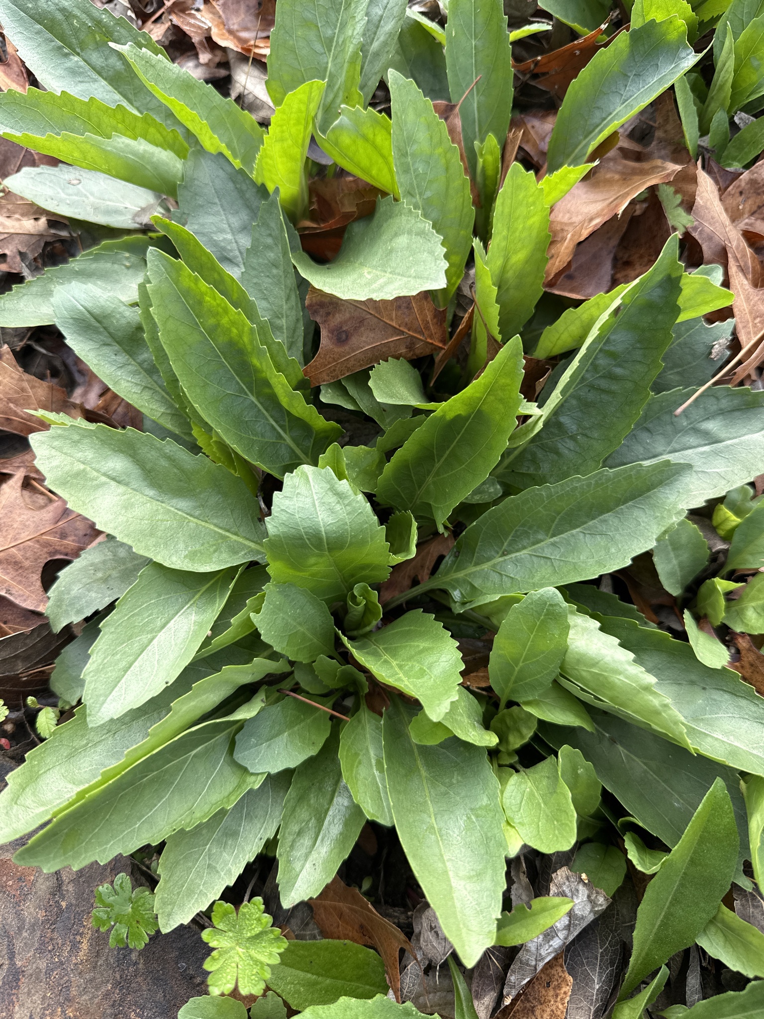 Prickly Lettuce