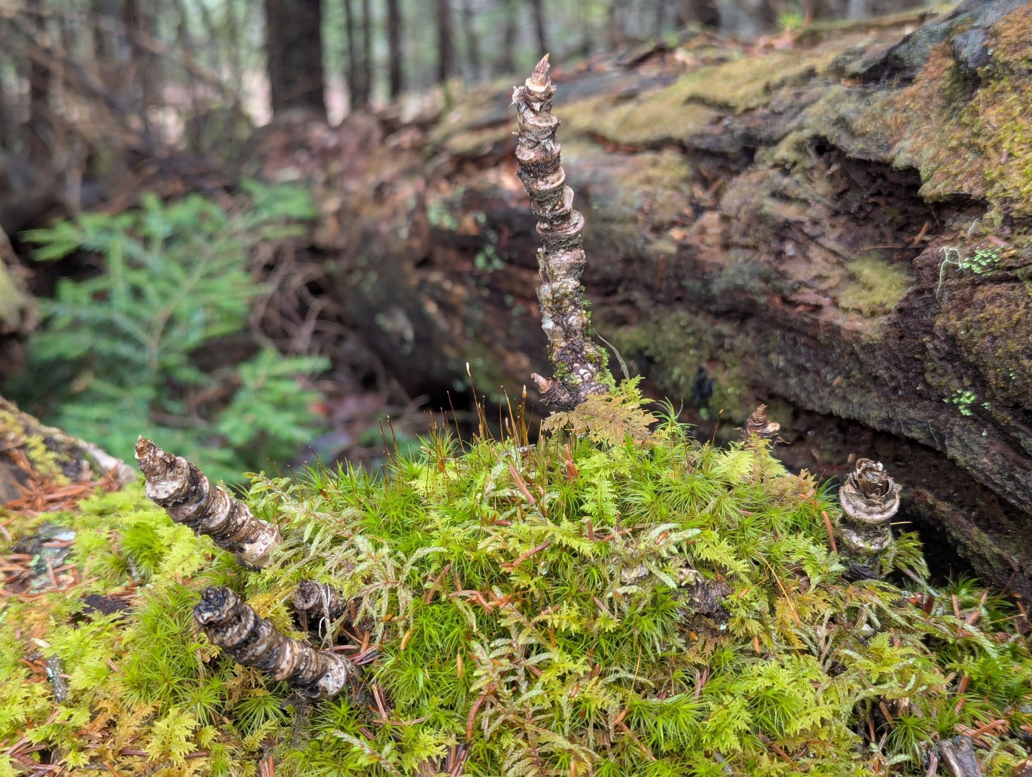 Wild Sarsaparilla