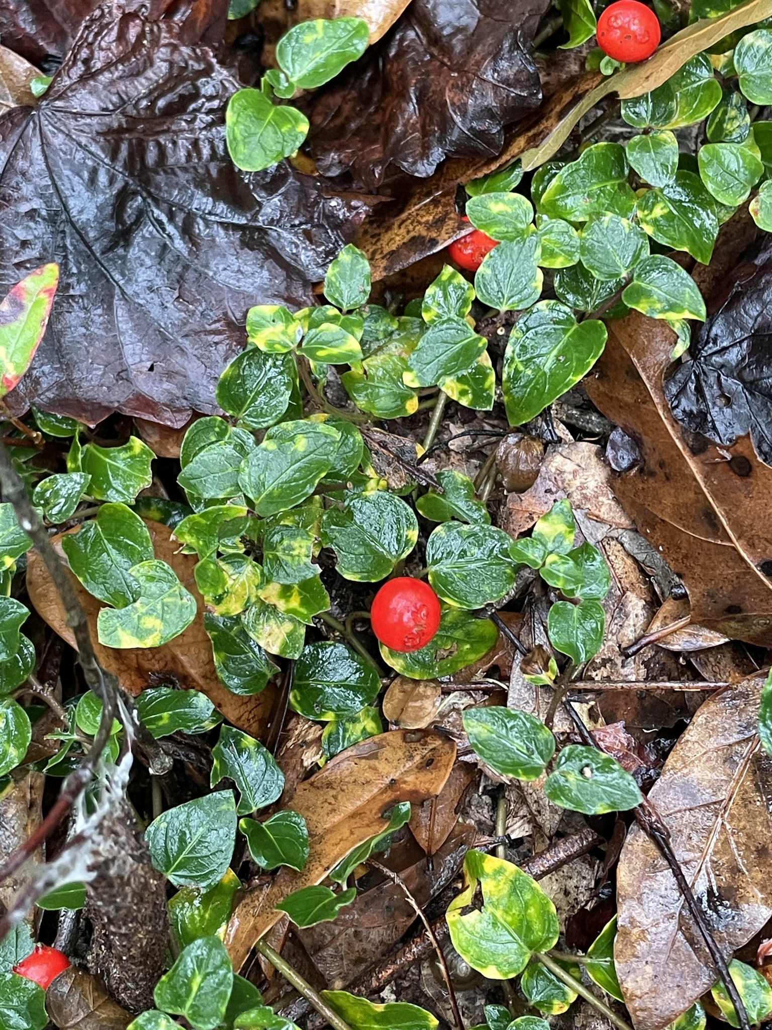 Partridgeberry