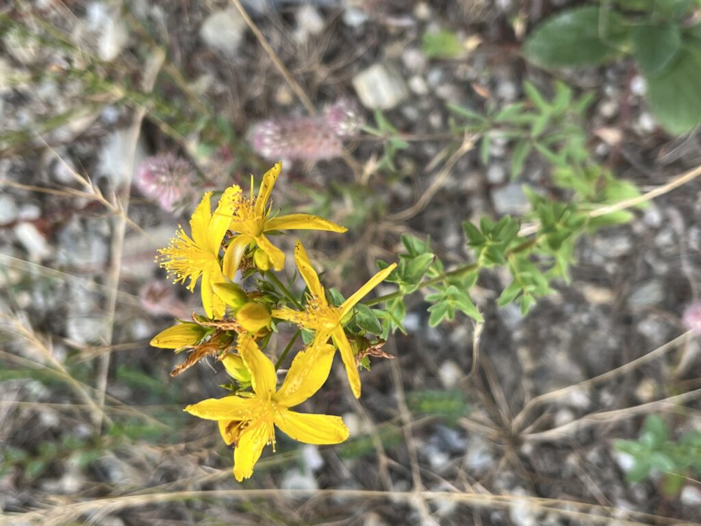 Common St. John's Wort (Hypericum perforatum)