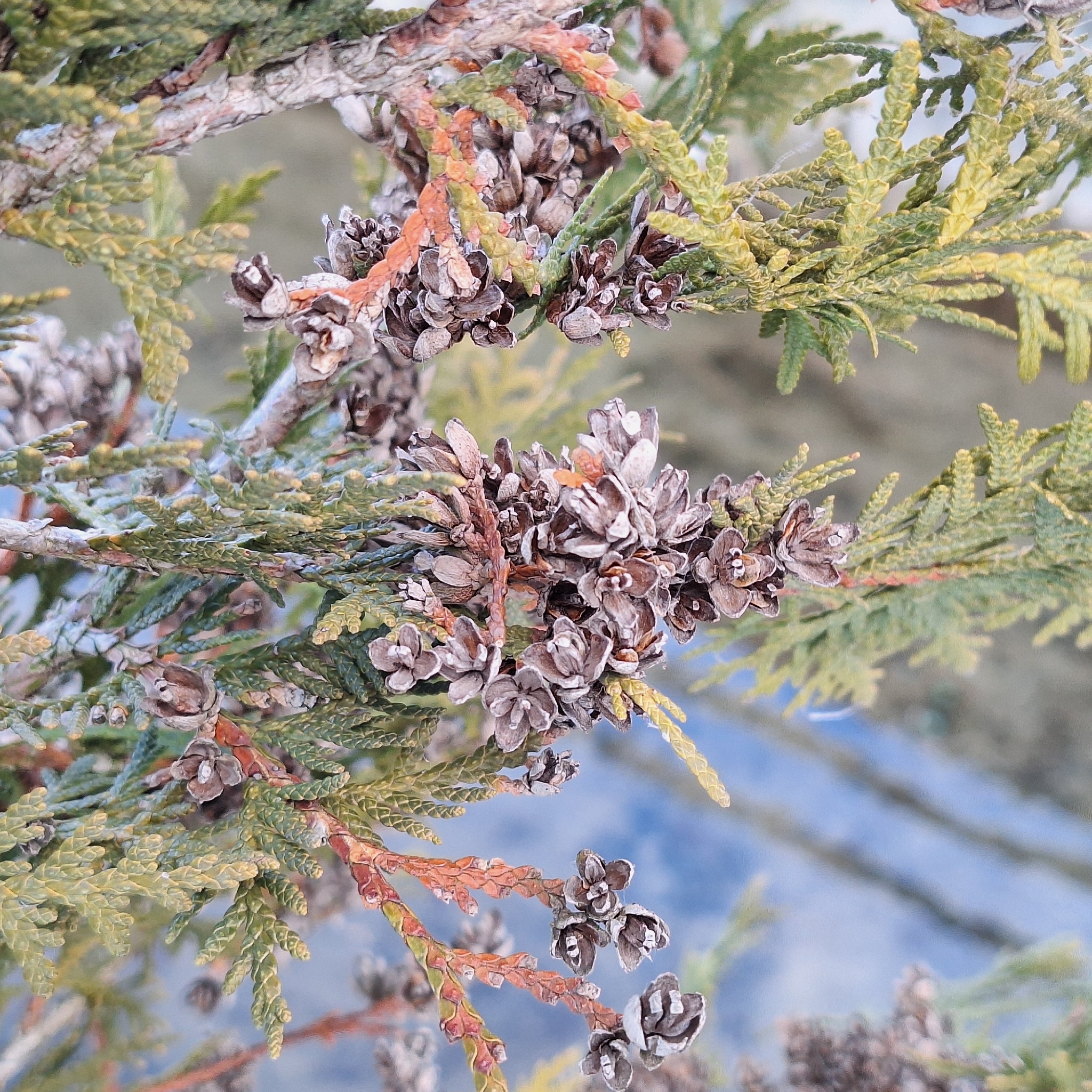 Northern Whitecedar