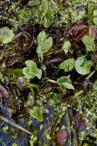Marsh Marigold