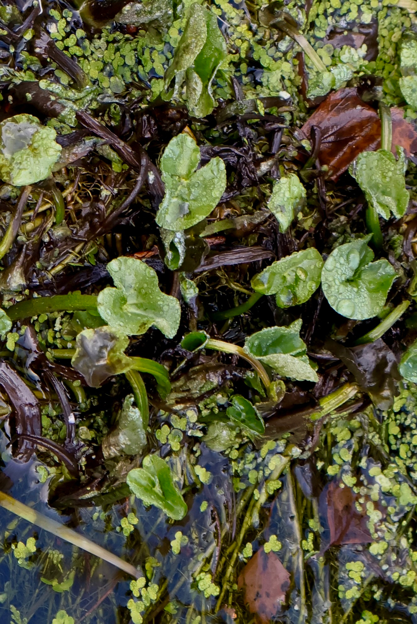 Marsh Marigold