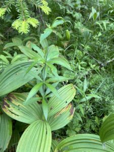Canada Lily