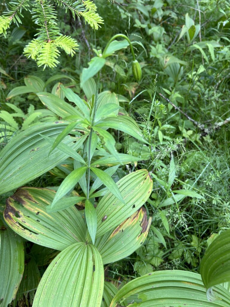 Canada Lily (Lilium canadense)